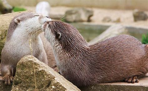 I otter kiss you.