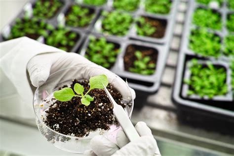 Biotecnología vegetal para un futuro sostenible - Blog Aepla