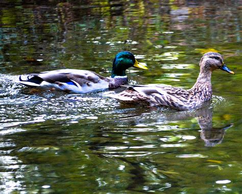 Dabbling Ducks Photograph by Michael Pope | Fine Art America