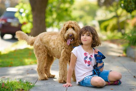 Labradoodle Dog Breed: Profile, Personality, Facts