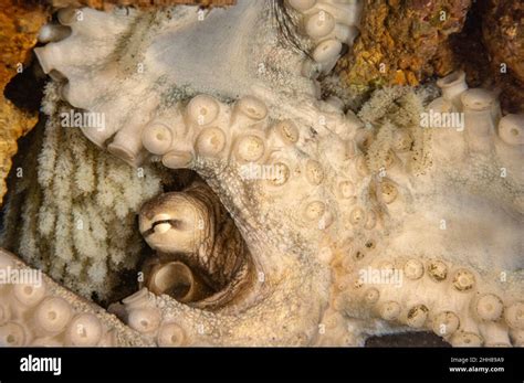 Octopus eggs hatching hi-res stock photography and images - Alamy