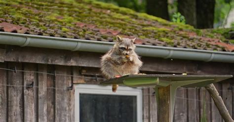 Raccoon Eating Free Stock Video Footage, Royalty-Free 4K & HD Video Clip