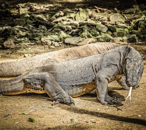 Los dragones de Komodo son unos comodones venenosos — Cuaderno de Cultura Científica