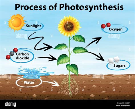 Diagram showing process of photosynthesis illustration Stock Vector ...