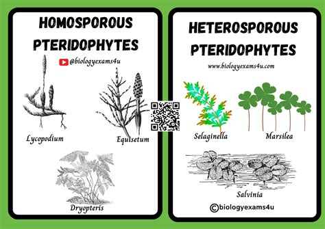 Homosporous and Heterosporous Ferns | Homosporous vs Heterosporous ...