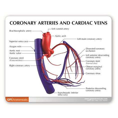 Coronary Arteries and Cardiac Veins