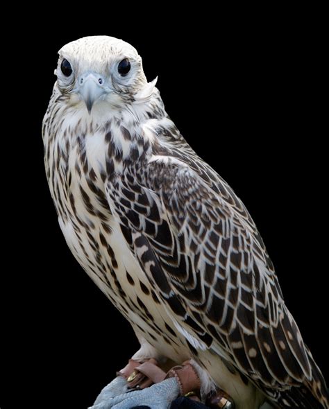 Falcon Bird Of Prey Free Stock Photo - Public Domain Pictures