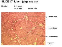 Liver - Anatomy & Physiology - WikiVet English