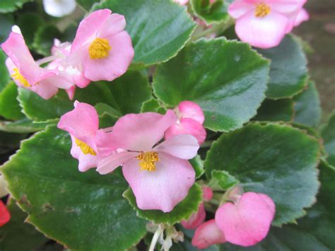 Begonia SemperFlorens | Begonia, Pelargonium, Plants