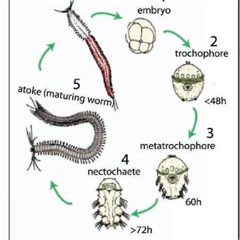 The fossil Myllokunmingia fengjiaoa. A: This fossil record is from... | Download Scientific Diagram