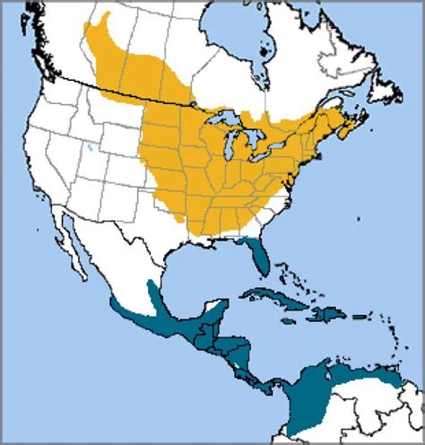 Orioles Migration Map 2025 - Tova Melania