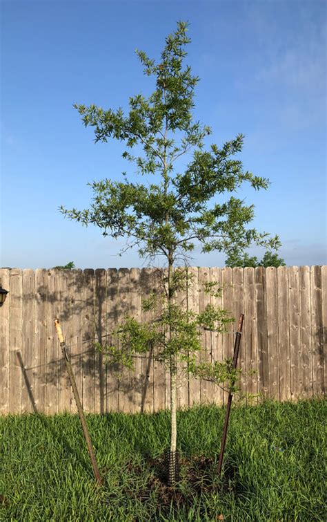 Willow Oak tree - Southern Native Trees