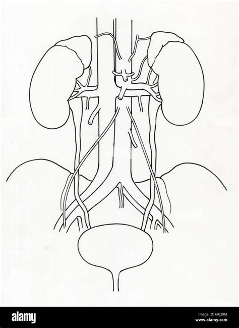 Illustration of Urinary System Stock Photo - Alamy