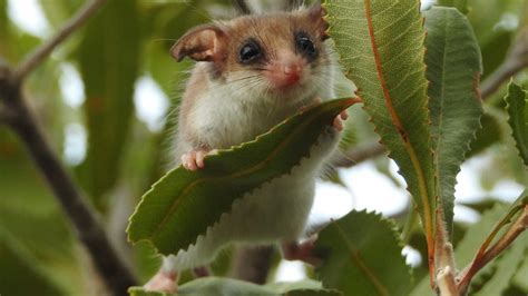 Endangered pygmy possum is face of Trees For Life campaign | news.com.au — Australia’s leading ...