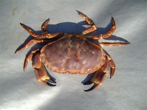 Samurai Crab | HubPages