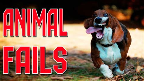 Animal Fails of the Week 3 May 2016 - Animal Fail Videos - Animal Fails Compilation 2016 - YouTube