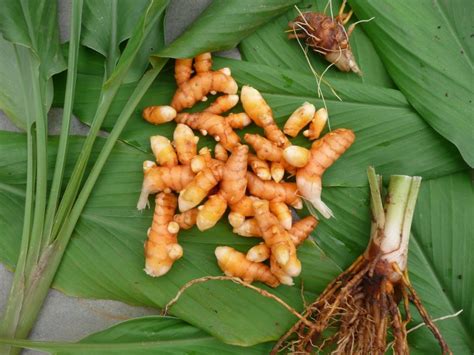 Kunyit (Curcuma Domestica) | MateriKimia