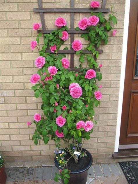 Rose Bush Trellis – Container gardening flowers | 1000 in 2020 | Container gardening flowers ...