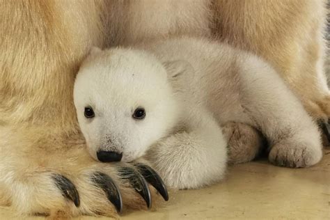 Watch playful baby polar bear test its wobbly legs and explore new home at German zoo