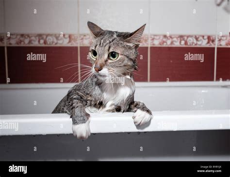 wet cat in bathroom take a shower Stock Photo - Alamy