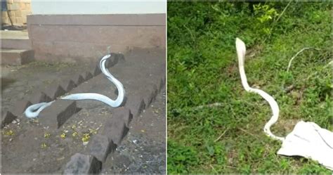 WATCH: Rare Albino Cobra Found Inside a Home in India After Heavy Rain ...