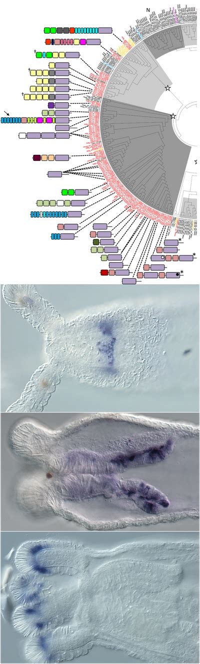 Gene duplication