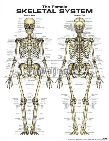 Female Skeleton Poster - Clinical Charts and Supplies