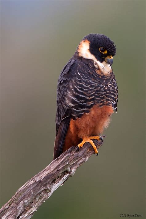 Bat Falcon | Pet birds, Birds of prey, Beautiful birds