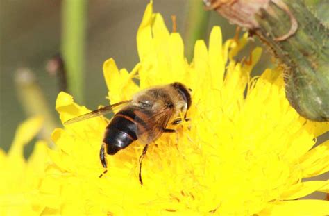 Garden Insects - A Simple Life of Luxury