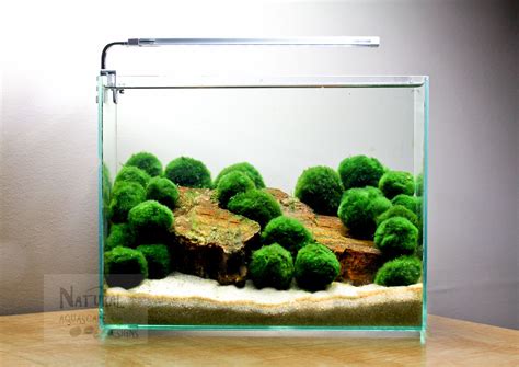 Natural Aquascape Designs | eBay Stores | Ideias para aquário, Ideias ...