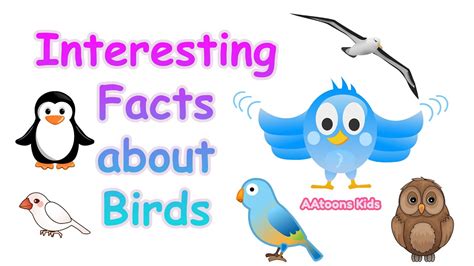 The Most Interesting Facts About Birds | 20 facts about birds | Fun Facts for Kids ...