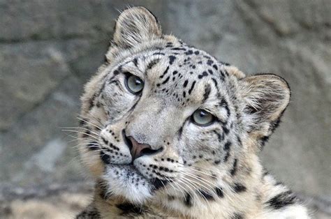 Leopard Names: 280+ Best Names For Leopards