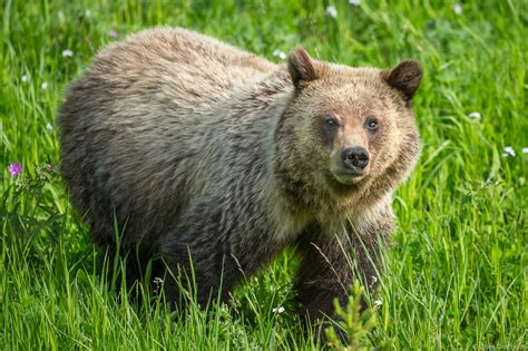 Grizzly Bear | Yellowstone National Park, Wyoming | Grant Ordelheide ...