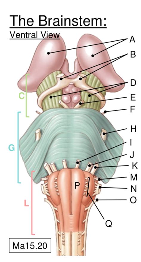 Ventral View of Brainstem Diagram | Quizlet