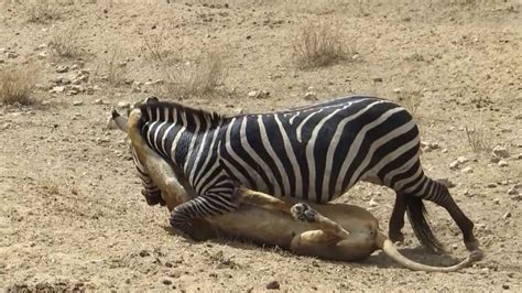 Amazing: Lion vs Zebra | Lion kills zebra almost | Lion hunting zebra ...