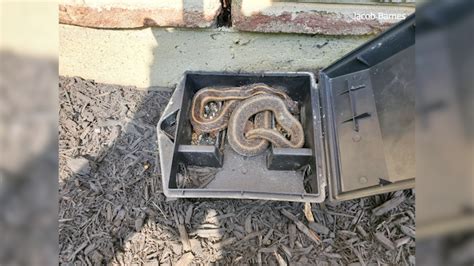 Ohio snakes: Why we need them