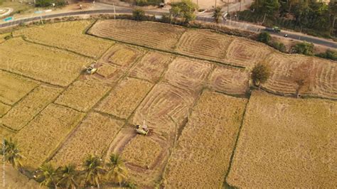 "Harvesting On Rice Fields With Combine Harvester" by Stocksy Contributor "Manu Prats" - Stocksy