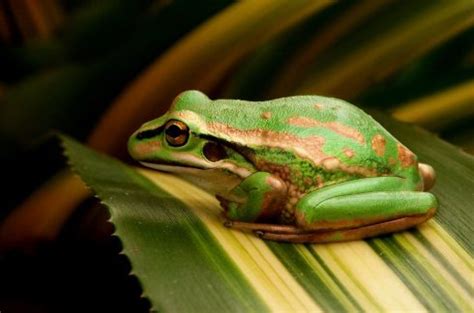 Green and Gold Bell Frog | The Animal Facts | Appearance, Diet, Habitat