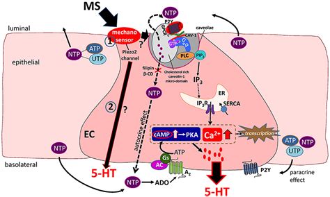 Frontiers | Mechanosensory Signaling in Enterochromaffin Cells and 5-HT Release: Potential ...