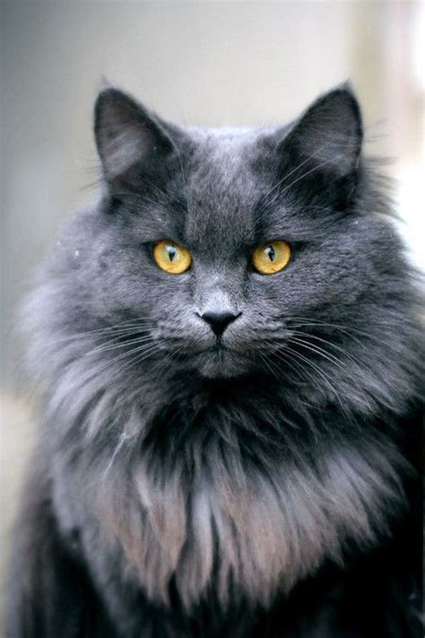 Grey Cat Breeds With Yellow Eyes - Pets Lovers