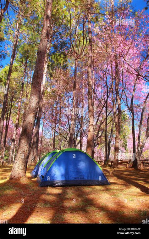 Tent camping in nature with wide angle landscape Stock Photo - Alamy