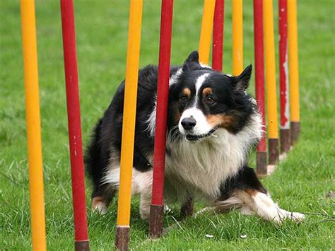 What Is Agility Training Dogs