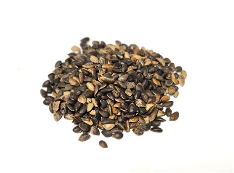 Tree seed - Scots pine – TreeSeeds.ca