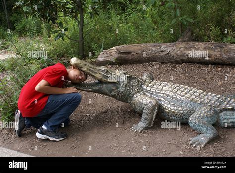 Head in Fake Alligator's Mouth Stock Photo - Alamy