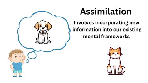 Assimilation in Psychology: Definition and Examples