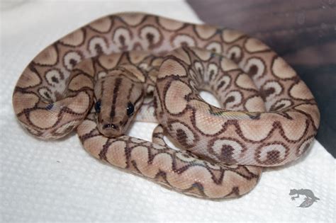 Rainbow Boa Morphs and Types - StarDust Scales