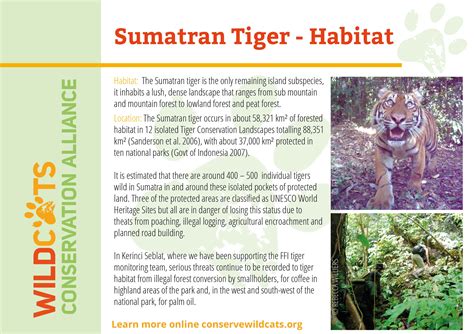 Sumatran Tiger Facts - WildCats Conservation Alliance