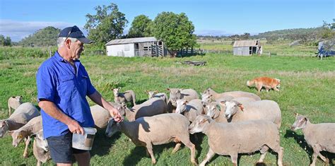 Charollais sheep offer meat yield, maternal traits and high fertility | The Land | NSW