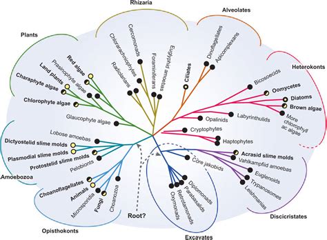 Figure 1 from The Evolution of Multicellularity: A Minor Major ...