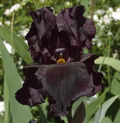 planting flowers: Black Orchid Flower